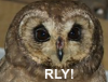 :rly_owl: