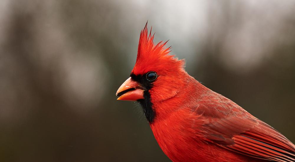 750_4143Cardinal.jpg