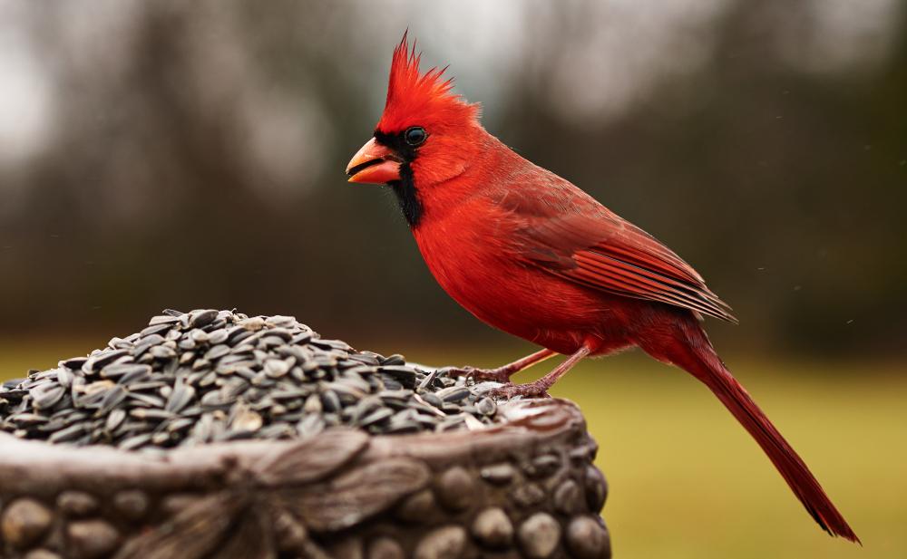 750_4143Cardinal2.jpg