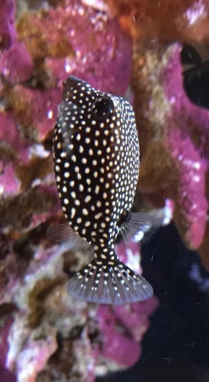 boxfish.JPG