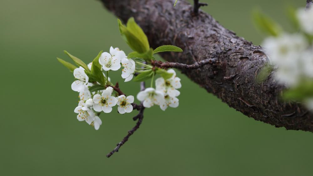 plum flower.JPG